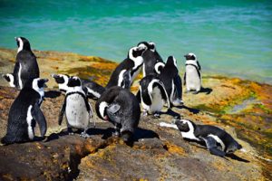 boulders-beach-3272643_1920